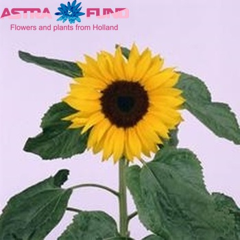 Helianthus annuus 'Elite Sun' photo