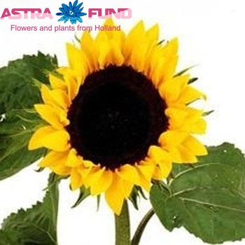 Helianthus annuus 'Full Sun' foto