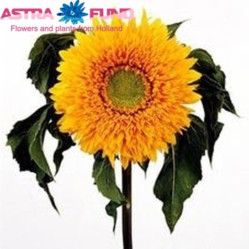 Helianthus annuus 'Golden Yellow Eversun' photo