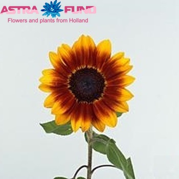 Helianthus annuus Malka photo