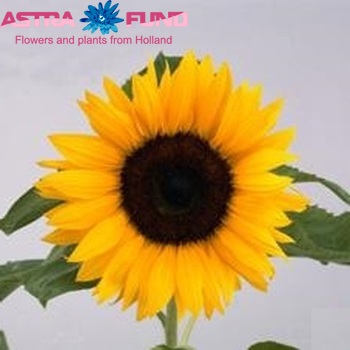 Helianthus annuus 'Olympic Gold' foto