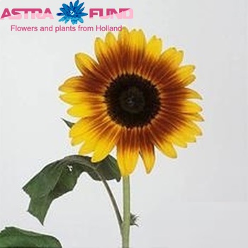 Helianthus annuus 'Orange Sunrise' photo