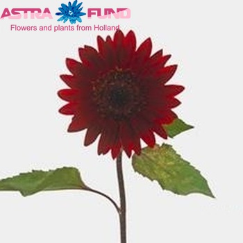 Helianthus annuus 'Prado Red' foto