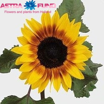 Helianthus annuus 'Pro Cut Bi-colour' photo