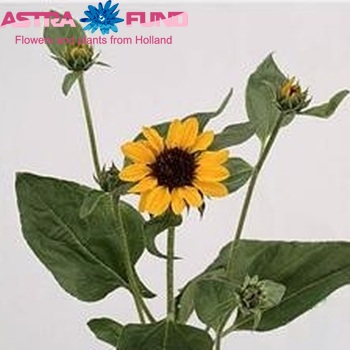 Helianthus annuus 'Sonja' Foto