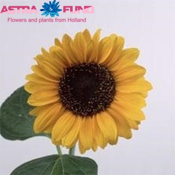 Helianthus annuus 'Soraya' Foto