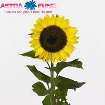 Helianthus annuus 'Sun4U Lemon' foto