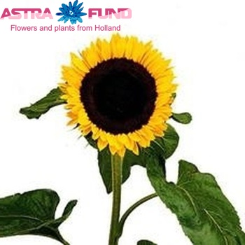 Helianthus annuus 'Sunbright' Foto