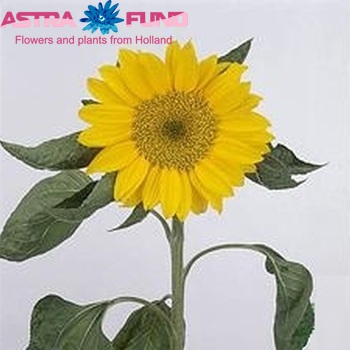 Helianthus annuus 'Sunrich Gold' foto