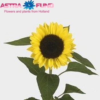 Helianthus annuus 'Sunrich Lemon' Foto