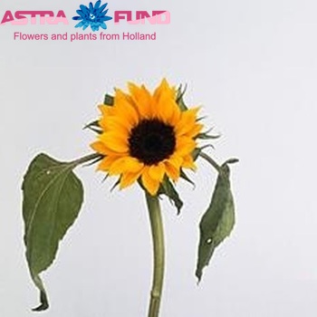 Helianthus annuus 'Tiffany' photo