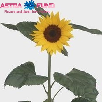 Helianthus annuus 'Tosca' photo