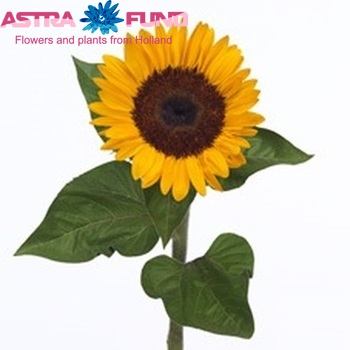 Helianthus annuus 'Tuscany Summer' Foto