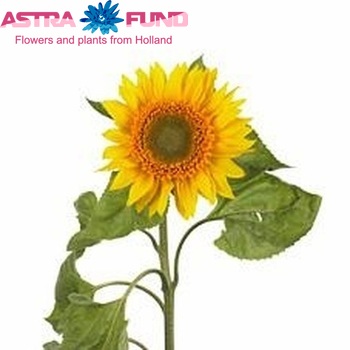 Helianthus 'Corona' Foto