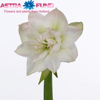 Hippeastrum Double Galaxy Grp Arctic Nymph photo
