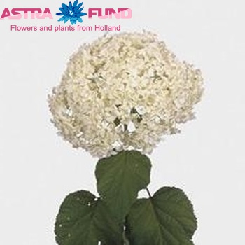 Hydrangea arborescens 'Annabelle' (classic) foto