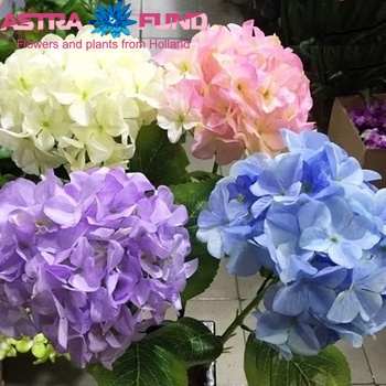 Hydrangea gemengd Foto