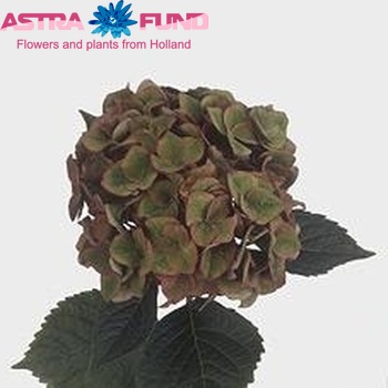 Hydrangea macrophylla 'AB Green Shadow' foto