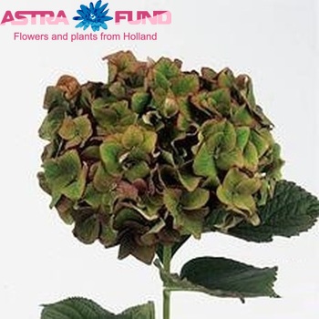 Hydrangea macrophylla 'AB Green Shadow' (classic) foto