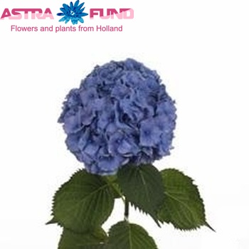 Hydrangea macrophylla 'Altona' (blauw) foto