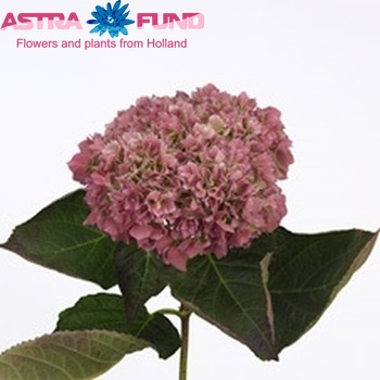 Hydrangea macrophylla Beautensia Coco (classic) foto