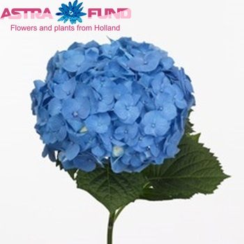 Hydrangea macrophylla 'Bela' (blauw) foto