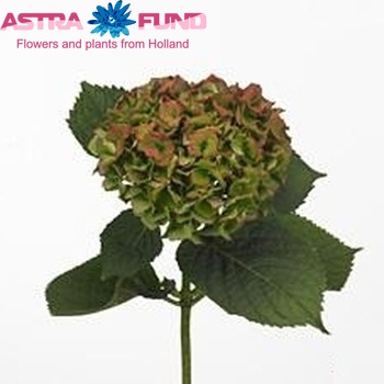 Hydrangea macrophylla 'Bela' (classic) foto