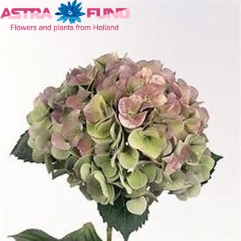 Hydrangea macrophylla Berliner Spree (classic) photo