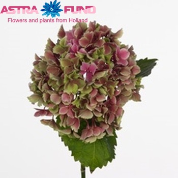 Hydrangea macrophylla 'Bi-Colour' (classic) Foto