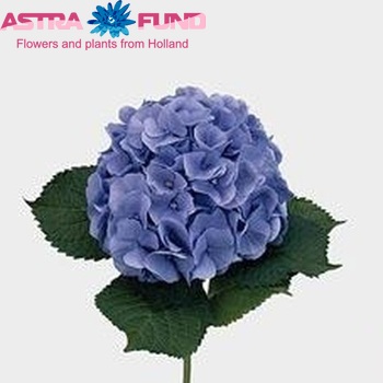 Hydrangea macrophylla 'Bodensee' (blauw) Foto