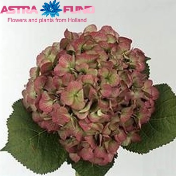 Hydrangea macrophylla 'Bodensee' (classic) Foto