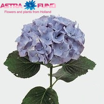 Hydrangea macrophylla 'Challenge' (blauw) photo