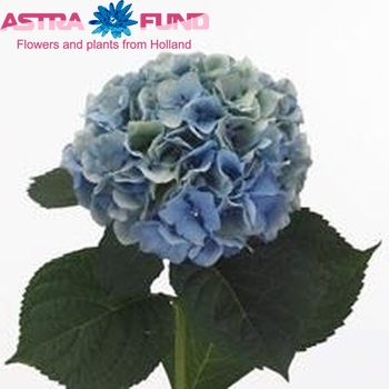 Hydrangea macrophylla 'Challenge' (classic donker paars) foto