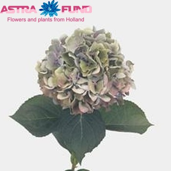 Hydrangea macrophylla 'Challenge' (classic) Foto