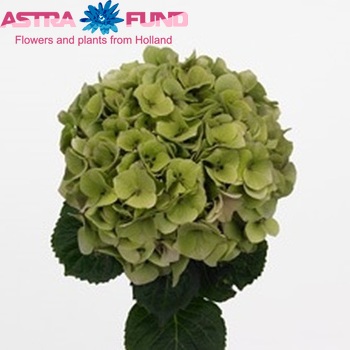 Hydrangea macrophylla 'Da Vinci' (classic) foto