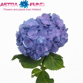 Hydrangea macrophylla 'Elbtal' (blauw) Foto