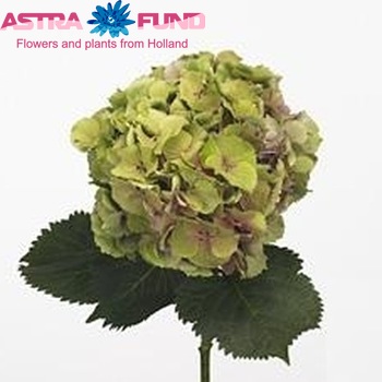 Hydrangea macrophylla 'Elbtal' (classic) foto