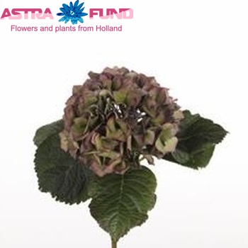 Hydrangea macrophylla 'Esmee' (classic) zdjęcie