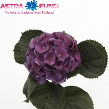 Hydrangea macrophylla 'Esmee' (paars) Foto