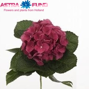 Hydrangea macrophylla 'Esmee' (rood) Foto