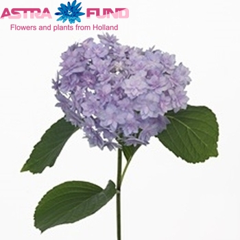 Hydrangea macrophylla Expression (blauw) фото