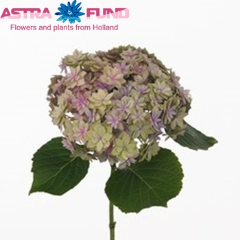 Hydrangea macrophylla Expression (classic) zdjęcie