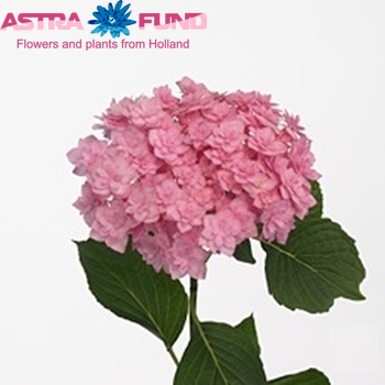 Hydrangea macrophylla Expression (roze) photo