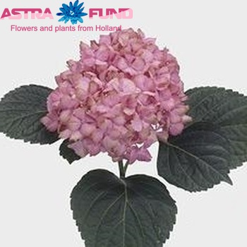 Hydrangea macrophylla 'Fantasia' (roze) foto