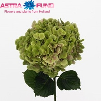 Hydrangea macrophylla 'Frau Sachiko' (classic) foto