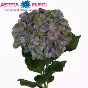 Hydrangea macrophylla Gemini (blauw) zdjęcie