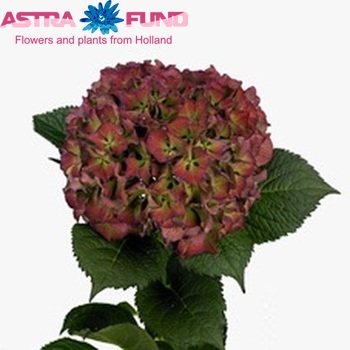 Hydrangea macrophylla Glowing Alps (classic) foto