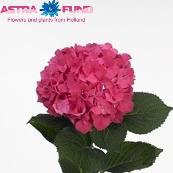 Hydrangea macrophylla 'Glowing Embers' (roze) foto