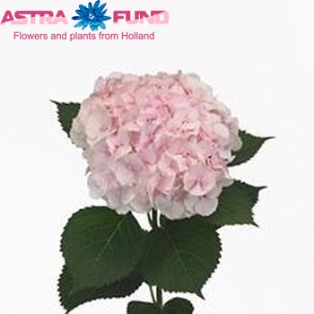 Hydrangea macrophylla 'Goudreinet' Foto