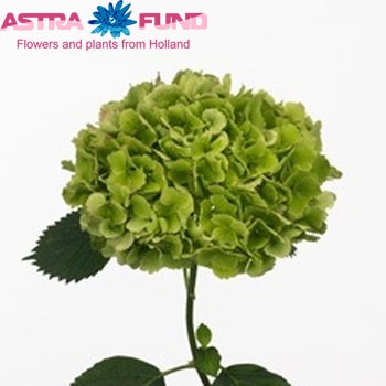 Hydrangea macrophylla 'Goudreinet' (classic) Foto